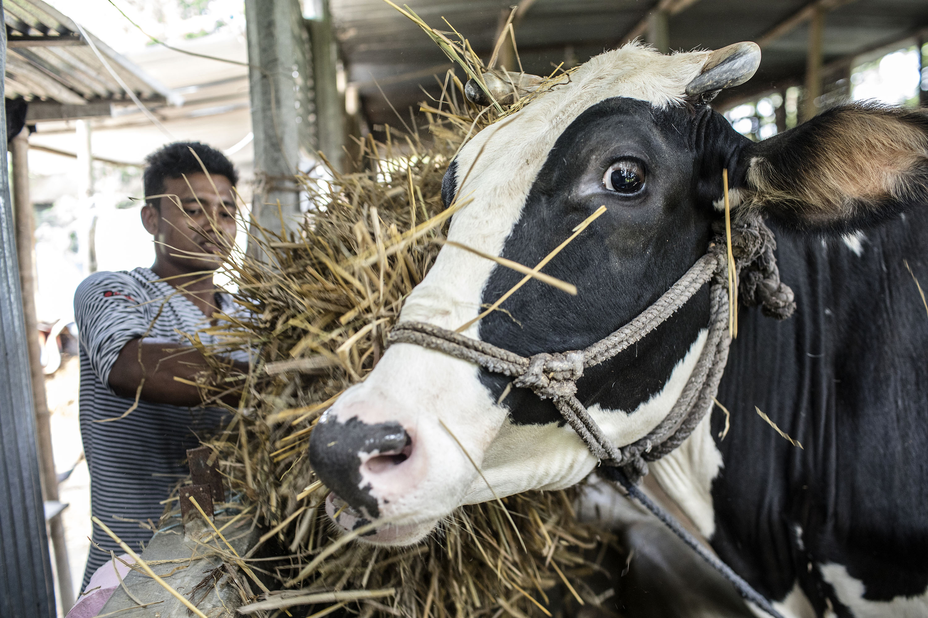Gestión de la Producción Pecuaria